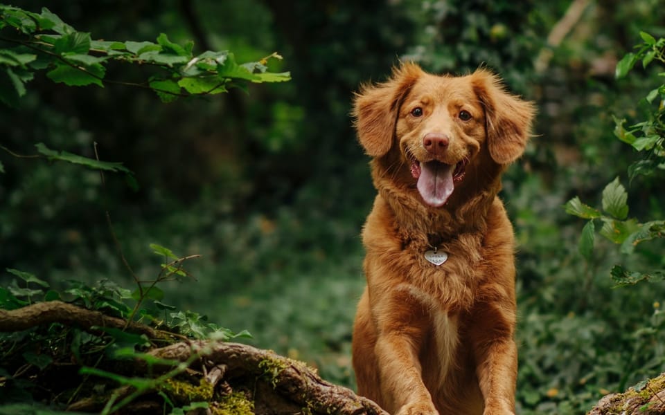 HighLevel for Dog Walkers & Pet Sitters: Automate Bookings, Reminders and Client Updates