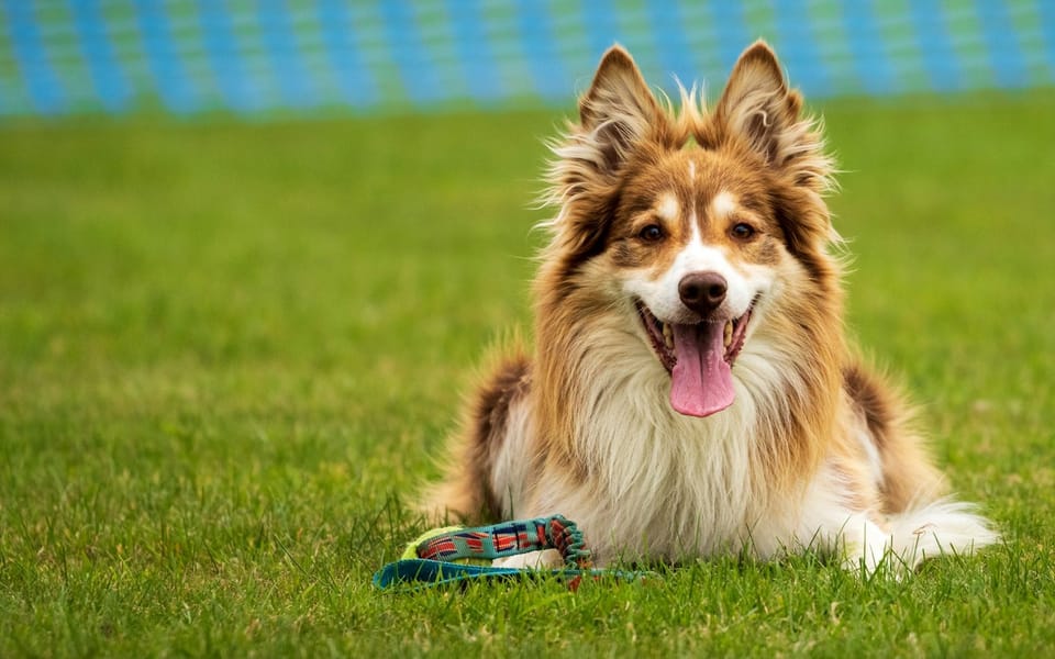 HighLevel for Mobile Pet Trainers: Automate Bookings, Training Plans & Engagement